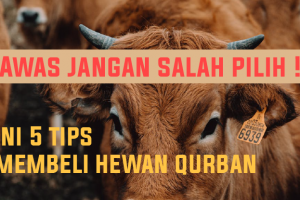 Awas Jangan Salah Pilih ! Ini 5 Tips Membeli Hewan Untuk Di Qurban Kan Yang Sesuai Syariat