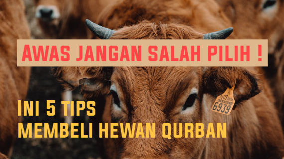 Awas Jangan Salah Pilih ! Ini 5 Tips Membeli Hewan Untuk Di Qurban Kan Yang Sesuai Syariat