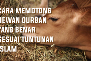 Cara Memotong Hewan Qurban Yang Benar Sesuai Tuntunan Islam